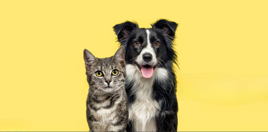 Revolutionizing Pet Care: Embracing Innovation for Healthier, Happier Pets